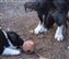 Astra Jet play ball with pups 10-09-2010 17-59-54.JPG